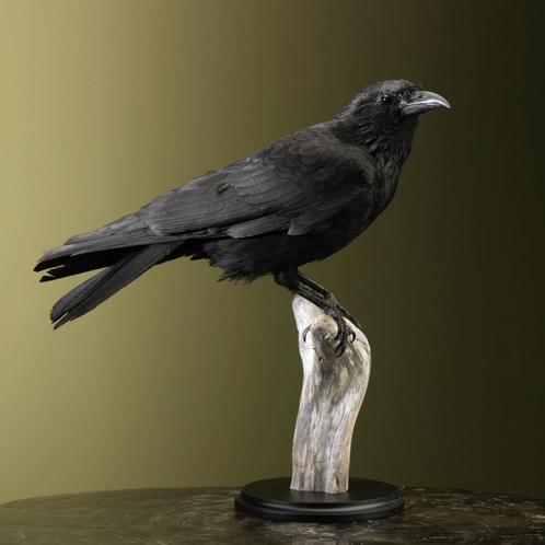 Kraai Taxidermie Opgezette Dieren By Max, Verzamelen, Dierenverzamelingen, Opgezet dier, Nieuw, Vogel, Ophalen of Verzenden