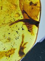 Amber - Barnsteen - Lizard feet in amber - 30.6 mm - 23.1 mm
