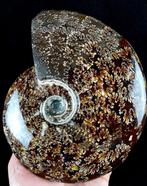 Ammoniet - Gefossiliseerd dier - Aioloceras (Cleoniceras), Verzamelen, Mineralen en Fossielen
