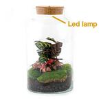 DIY terrarium - Milky Calathea with Light -  31 cm, Huis en Inrichting, Kamerplanten, Verzenden