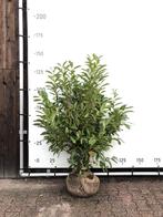 50x Laurierkers Prunus Novita, Haagplant, Wintergroen,, Nieuw