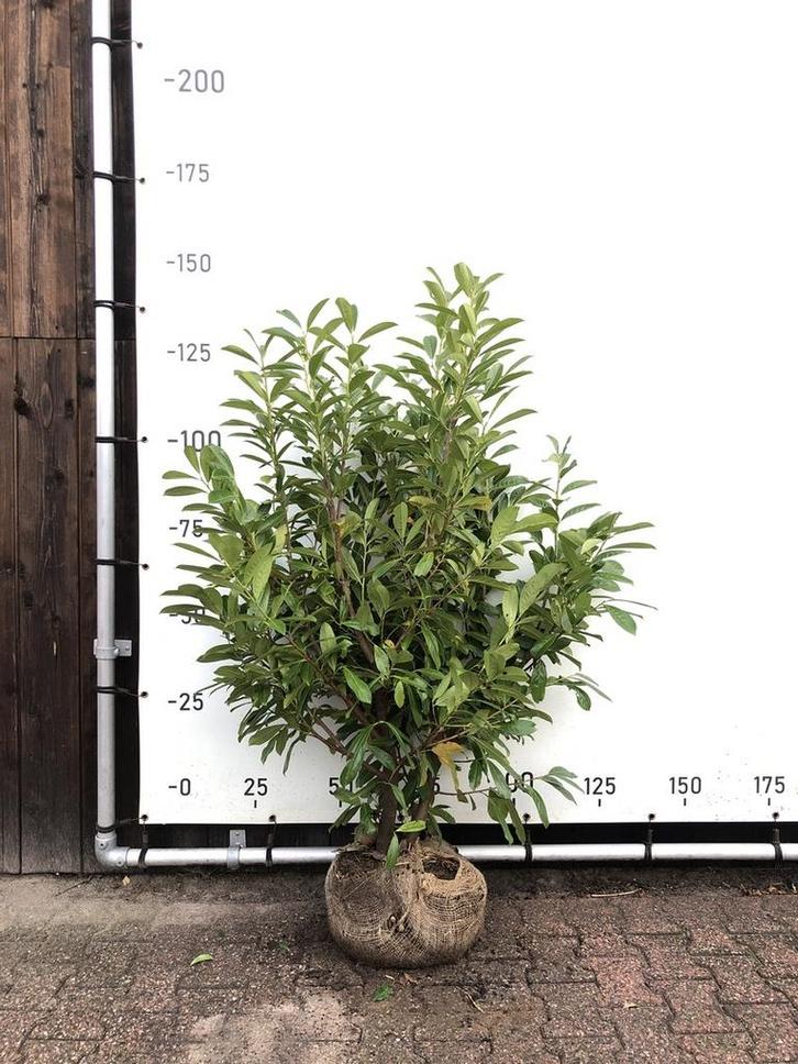 50x Laurierkers Prunus Novita, Haagplant, Wintergroen,, Auto's, Fiat