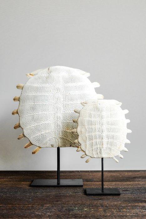 GEEN MINIMUMVERKOOPPRIJS - Chinese weekschildpadpantser op, Antiek en Kunst, Kunst | Designobjecten