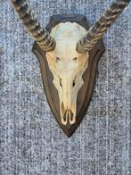 Croissant gevuld met chocolade Taxidermie wandmontage -, Nieuw