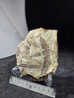 Varen - Fossiele matrix - Alethopteris zeillerii &, Verzamelen
