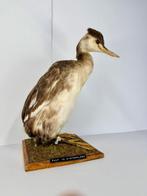 Great Crested Grebe winterkleed Taxidermie volledige montage, Nieuw