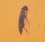 Sterling zilveren Burmese amber hanger - met Coleoptera