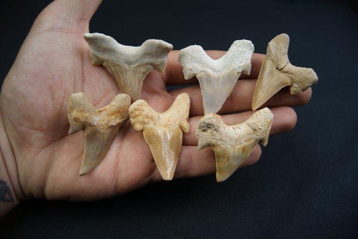Haai - Fossiele tand - Otodus obliquus (Zonder Minimumprijs), Verzamelen, Mineralen en Fossielen