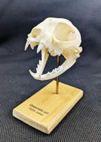 huiskat Schedel - (Felis catus) - Museum Grade Replica - 8