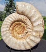 Ammoniet - Fossiel rugschild - Kranaosphinctes sp. - 37 cm -
