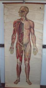 Homme Systeme Nerveux Muscles Vaisseaux - Menselijk Lichaam, Antiek en Kunst