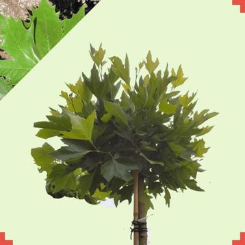 Bol plataan  - Platanus hispanica Alphens Globe - Omtrek: 6- beschikbaar voor biedingen