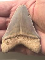 Megadolon tand 7,9 cm - Fossiele tand - Carcharocles, Nieuw
