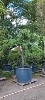 Cedrus Deodara Pendula treurceder Groen, Tuin en Terras, Planten | Bomen, Ophalen