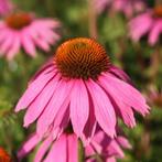 Echinacea Purpurea Magnus - Potmaat 9x9 cm, Ophalen of Verzenden