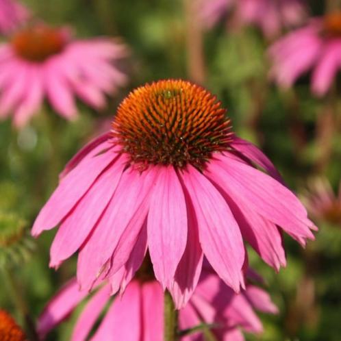 Echinacea Purpurea Magnus - Potmaat 9x9 cm, Tuin en Terras, Planten | Tuinplanten, Ophalen of Verzenden