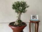 Olijf bonsai (Olea europaea) - 40×30 cm - Italië
