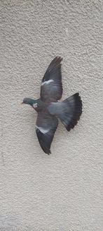 Houtduif Taxidermie volledige montage - Columba palumbus -, Nieuw