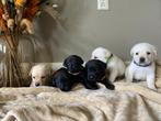 Labrador pups zwart/blond STAMBOOM ERKEND KENNEL HD/ED vrij, Dieren en Toebehoren, Honden | Retrievers, Spaniëls en Waterhonden