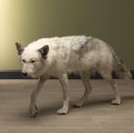 Wolf Lopend Taxidermie Opgezette Dieren By Max, Verzamelen, Nieuw, Wild dier, Opgezet dier, Ophalen of Verzenden