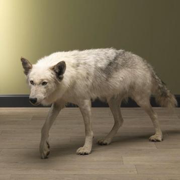 Wolf Lopend Taxidermie Opgezette Dieren By Max beschikbaar voor biedingen