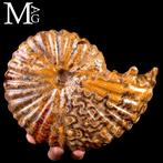 Ammoniet fossiel Lucidata – Madagaskar - Fossiel fragment -