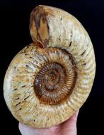 Ammoniet - Gefossiliseerd dier - Kranaosphinctes roedereri