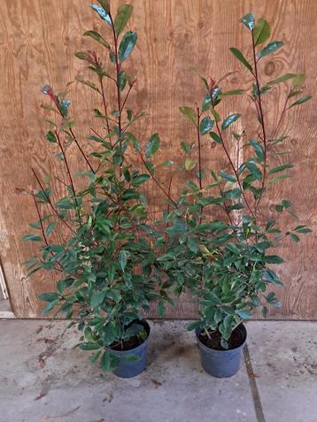 Glansmispel, Photinia fraseri Red Robin beschikbaar voor biedingen