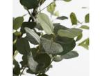 Mica Decorations Kunstplant Eucalyptusboom in Pot - H180 x, Huis en Inrichting, Kamerplanten, Verzenden
