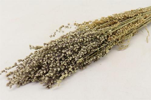 Briza Minima 70cm in hoes bundel droogbloemen bundel, Hobby en Vrije tijd, Knutselen, Nieuw, Ophalen of Verzenden