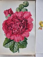 Hibberd, Shirley, 1825-1890; Hulme, F. Edward (Frederick