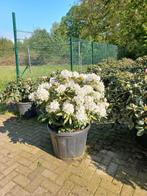 Rhododendron Hybr. Cunninghams White 70cm, Ophalen