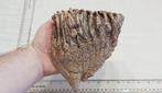 Wolharige mammoet - Fossiele kies - Mammuthus primigenius, Verzamelen, Mineralen en Fossielen