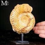 Fascinerende natuurlijke formatie - Fossielfragment -, Antiek en Kunst