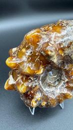 Ammoniet - Fossiele matrix - Cleoniceras sp. Polished, Verzamelen, Mineralen en Fossielen