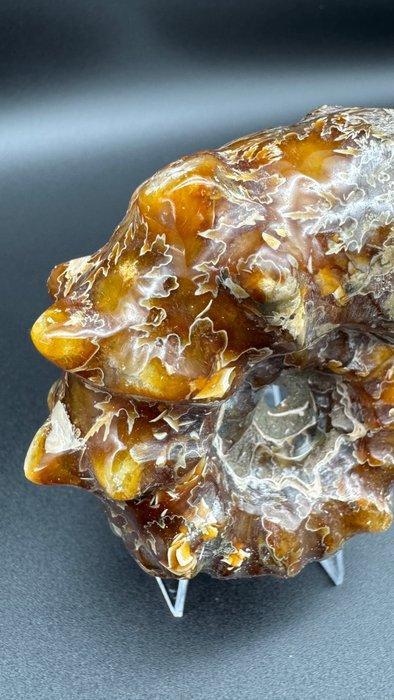 Ammoniet - Fossiele matrix - Cleoniceras sp. Polished, Verzamelen, Mineralen en Fossielen