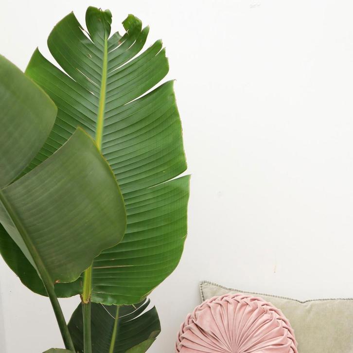 Actie Strelitzia Augusta | 180cm - Ø30cm nu voor 138.95, Huis en Inrichting, Kamerplanten, Verzenden