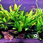 Javavaren Microsorum Pteropus, Dieren en Toebehoren, Ophalen, Nieuw