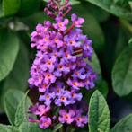 Vlinderstruik Buddleia davidii Chrysalis™ Blue (blauw), Ophalen of Verzenden, Vlinderstruik, Struik, 100 tot 250 cm