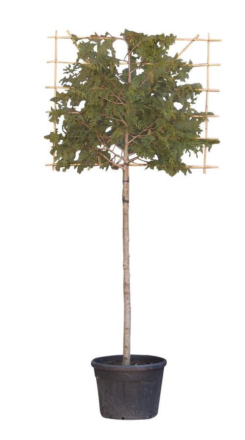 Lei conifeer 180 cm Thuja pl. Excelsa 300 cm - Warentuin Nat, Tuin en Terras, Planten | Bomen, Verzenden
