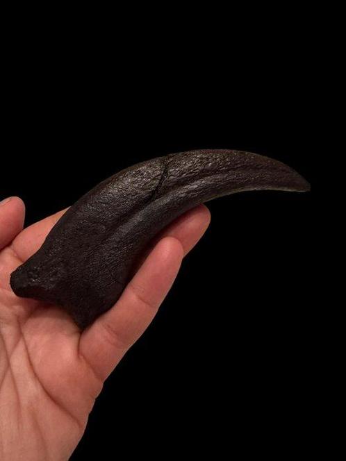 Suchomimus tenerensis - Gefossiliseerde klauw - Dinosauro -, Verzamelen, Mineralen en Fossielen