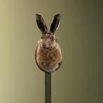 Haas Taxidermie Opgezette Dieren By Max, Verzamelen, Dierenverzamelingen, Ophalen of Verzenden, Nieuw, Wild dier, Opgezet dier