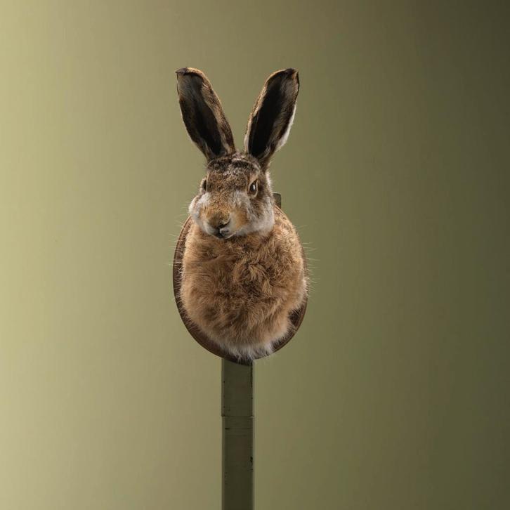 Haas Taxidermie Opgezette Dieren By Max, Verzamelen, Dierenverzamelingen, Opgezet dier, Nieuw, Wild dier, Ophalen of Verzenden