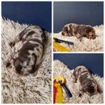 Unieke Merle Labrador pups - EH HD DNA, 8 tot 15 weken, Parvo, Labrador retriever, Fokker | Professioneel