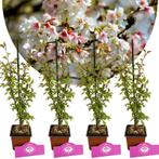 Prunus incisa Kojou-no-mai + pot 9cm 4 pcs, Verzenden, Volle zon