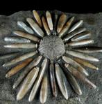 Zee-egel - Gefossiliseerd dier - Gymnocidaris koechlini