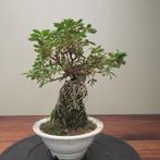 Rhododendron indicum - Hoogte (boom): 30 cm - Diepte (boom):