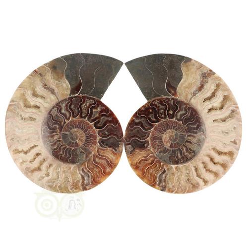 Ammoniet Fossiel paartje Nr 48 - 923  gram, Sieraden, Tassen en Uiterlijk, Edelstenen, Nieuw, Verzenden