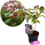 Pindakaasboom Purple Blaze, Tuin en Terras, Planten | Tuinplanten, Verzenden