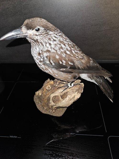 Spotted Nutcracker - Taxidermie volledige montage -, Verzamelen, Dierenverzamelingen